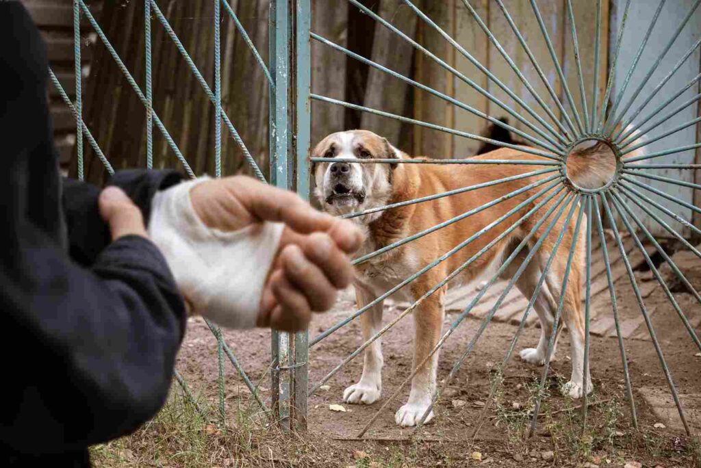 Dog bite attorney in Baltimore