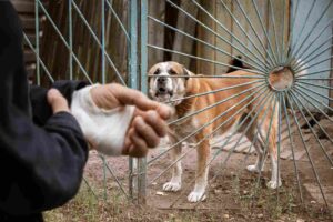 Dog bite attorney in Baltimore