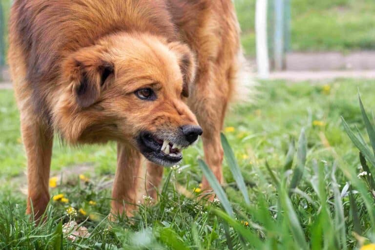 Dog bite accident attorney in Baltimore