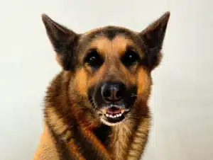 Dog Bites Image