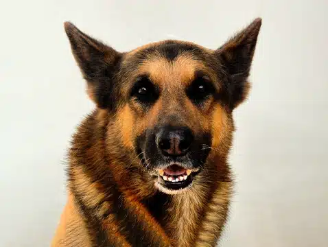 Dog Bites Image