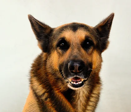 Dog Bites